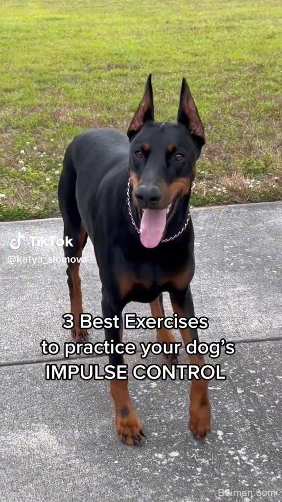 dog training tips