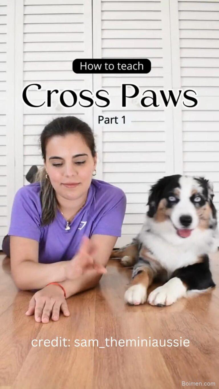 easy dog tricks to teach