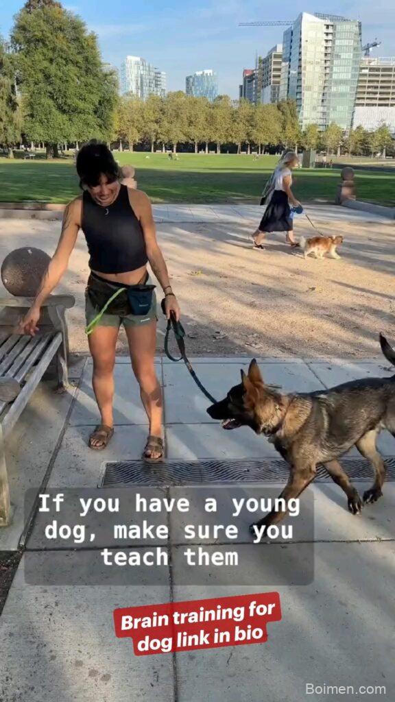 dog training tips