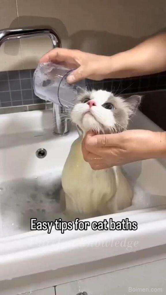 Persian cat bath tips