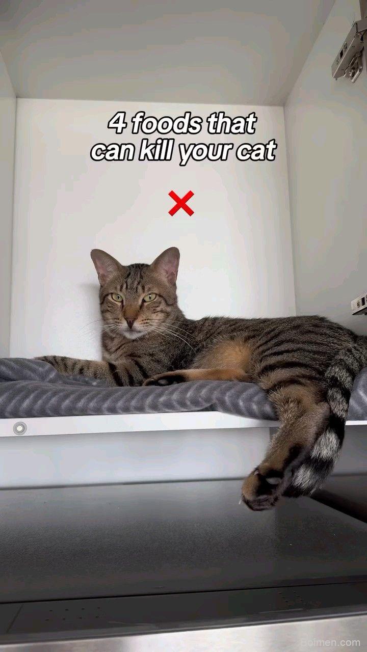 foods that can kill your cat