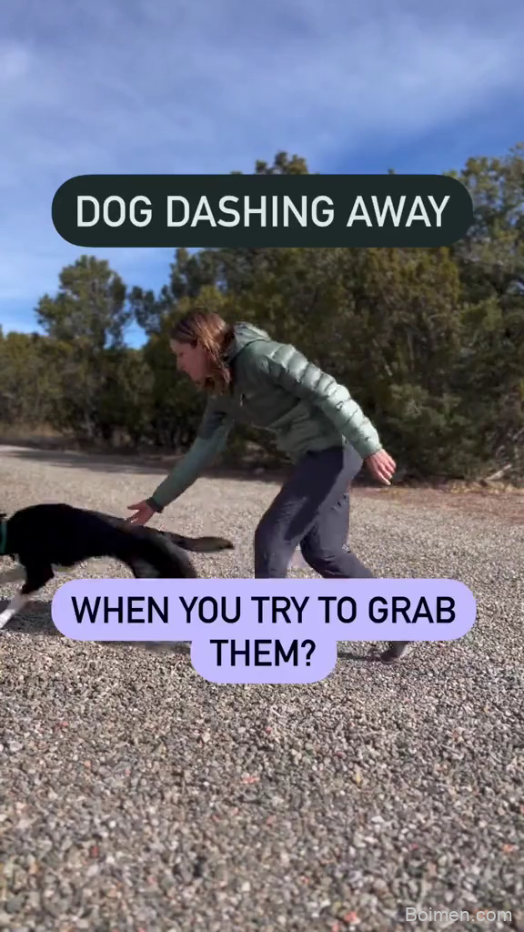 dog training success