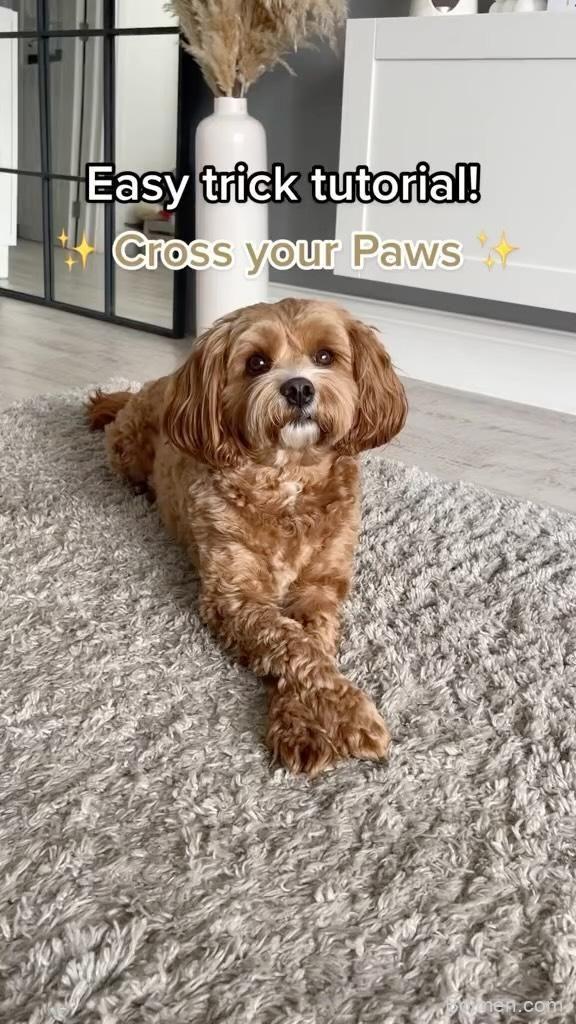 how to teach your dog tricks