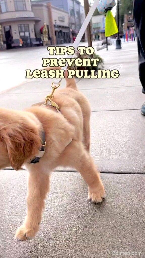 prevent leash pulling