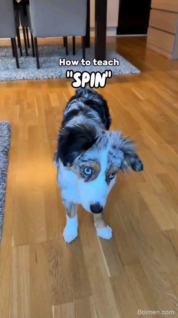 teach puppy to spin