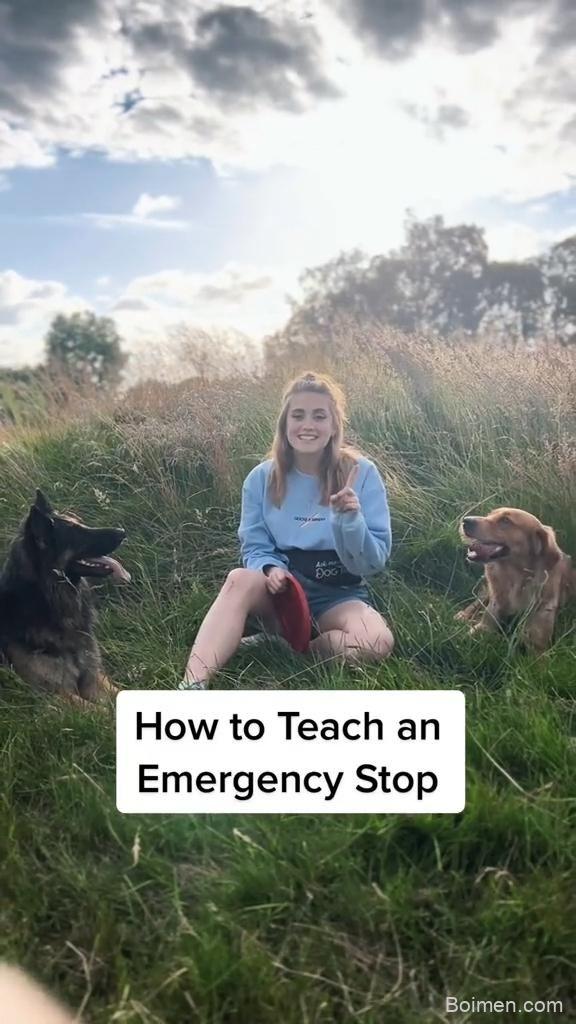 emergency stop dog training