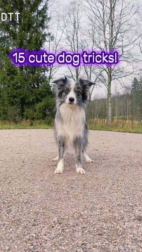 dog training tips