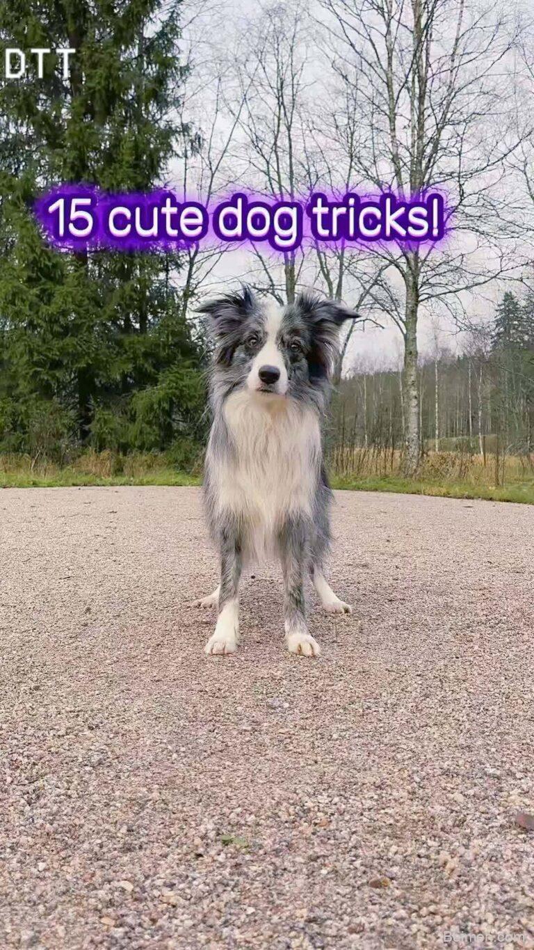 dog training tips