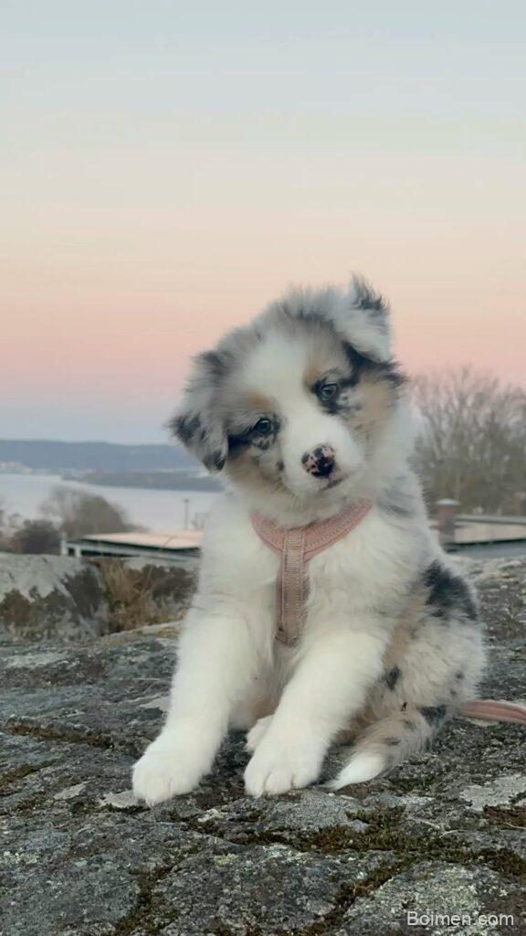 australian shepherd puppy