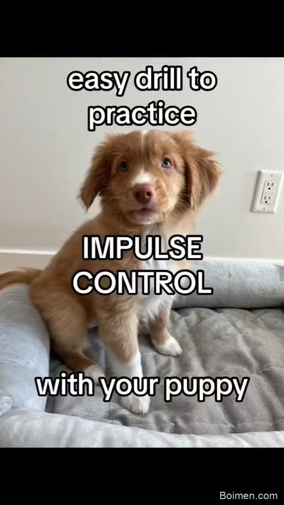 teach dog simple steps