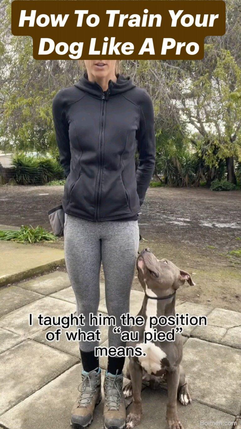 how to train your dog to sit