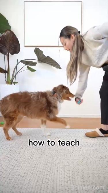 how to teach a dog to bow