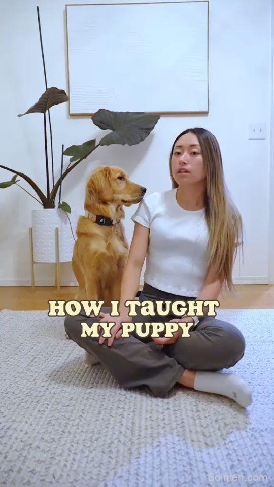 dog training tips