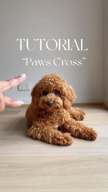 puppy training 2023