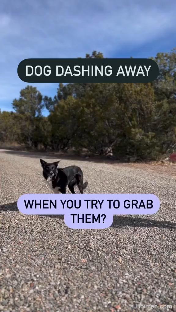 dog training success