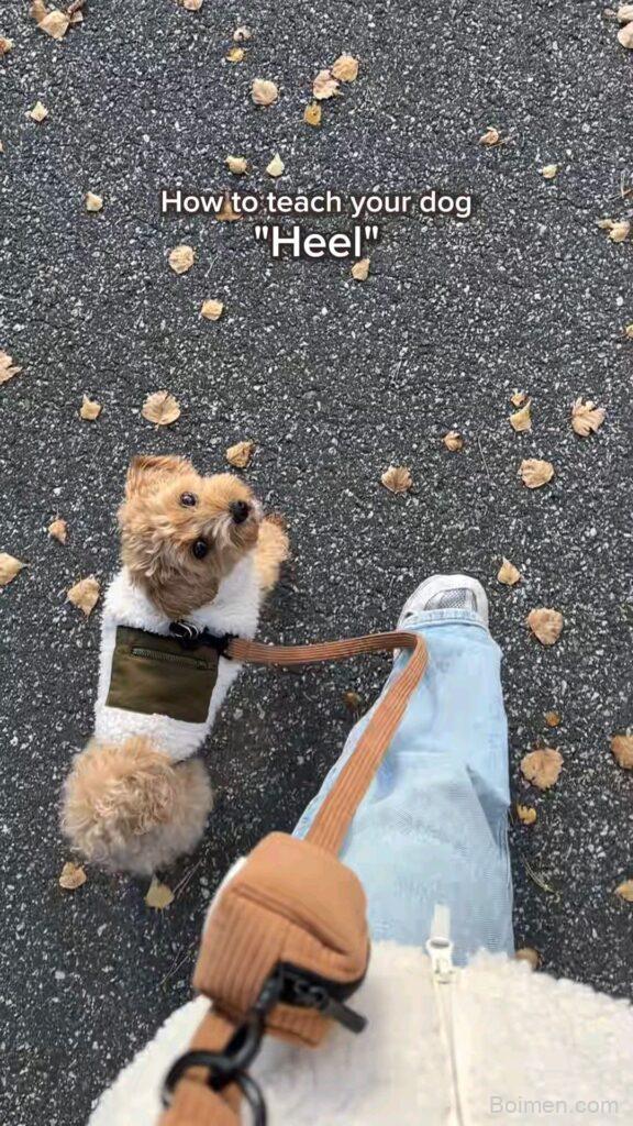 how to teach your dog to heel