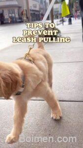 prevent leash pulling puppy training