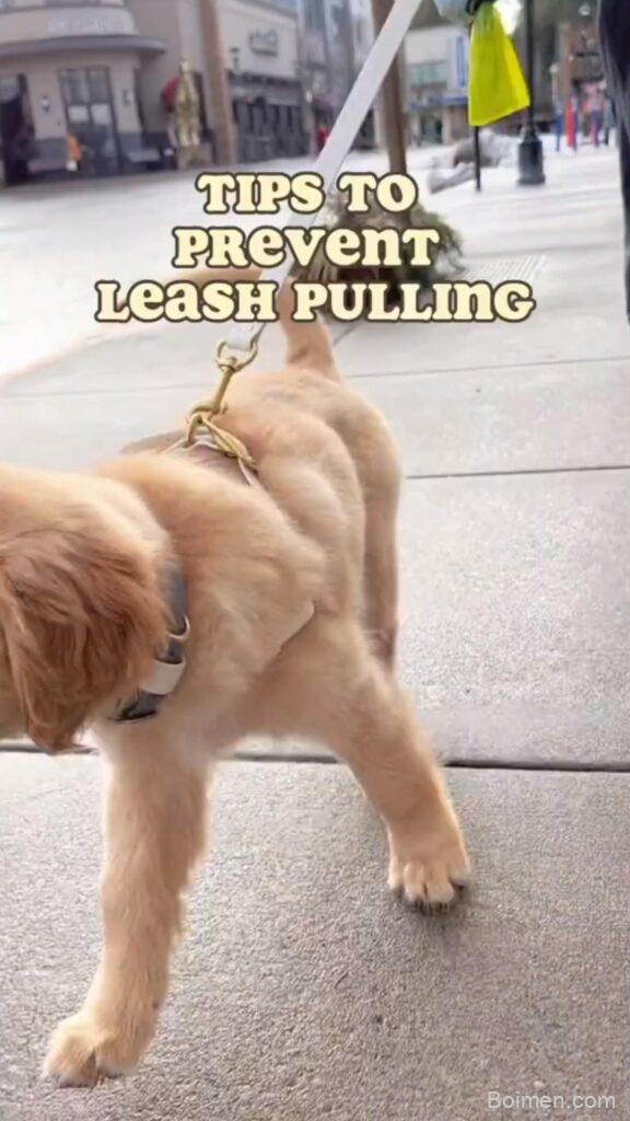 prevent leash pulling puppy training