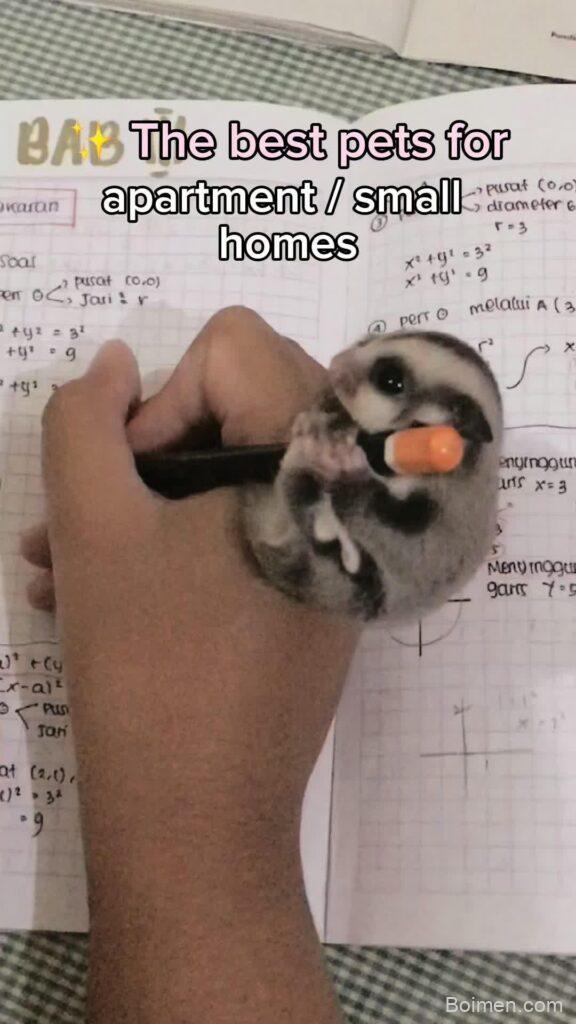 cute pets care tips