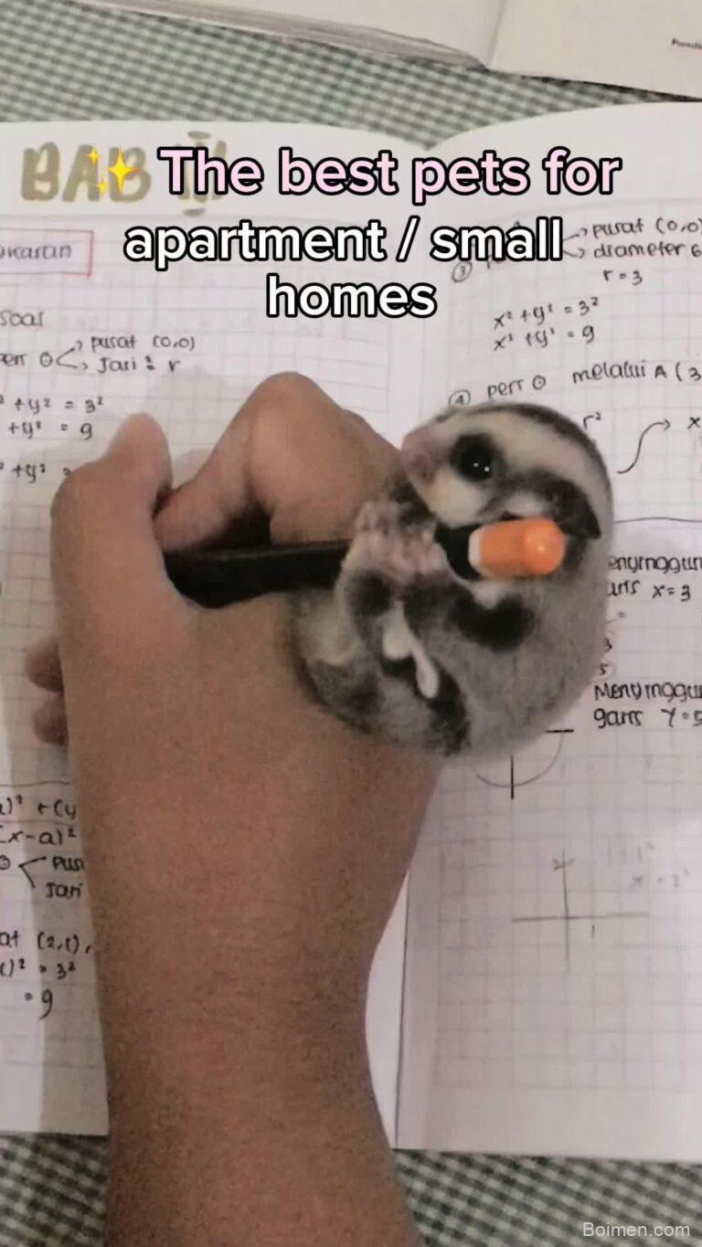 cute pets care tips