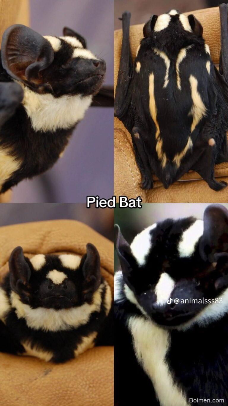 pinterest image size