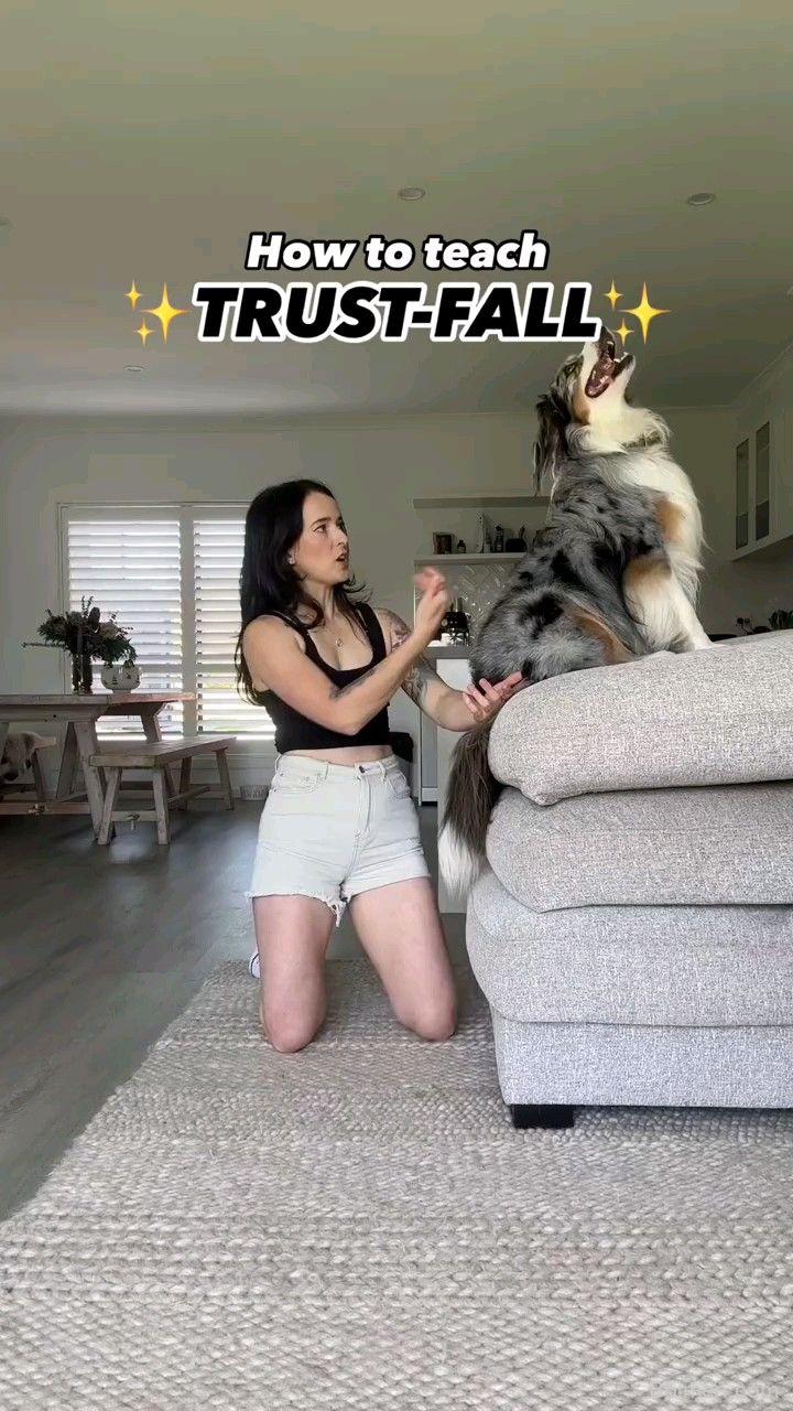 teach dog trust fall