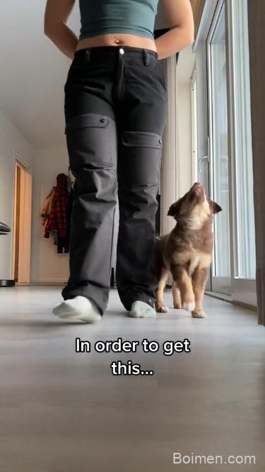 puppy training tips