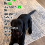 puppy training tips