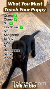 puppy training tips