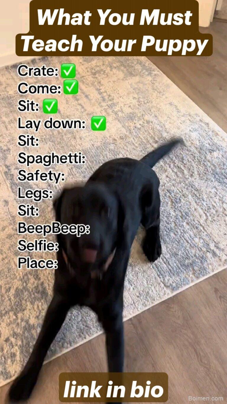 puppy training