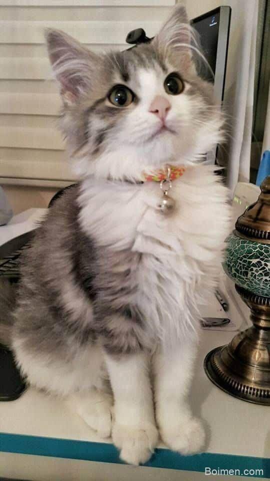 cutest overload