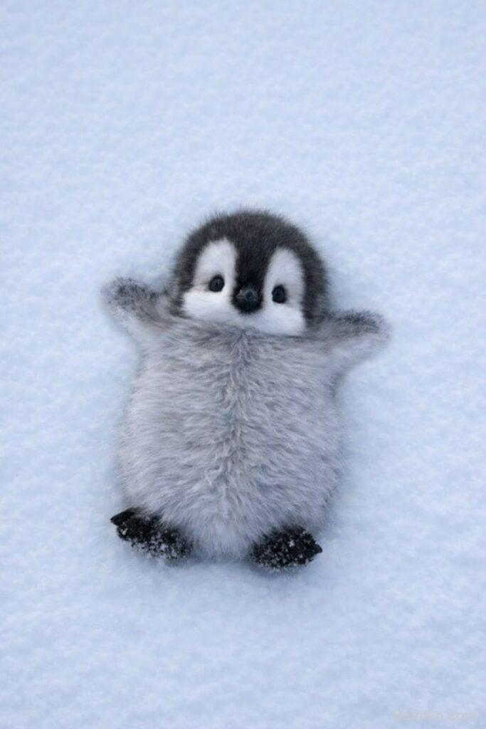 cute penguin drawing tips