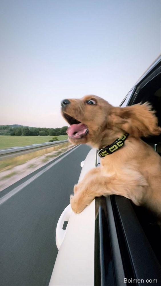 hyperactive dog tips