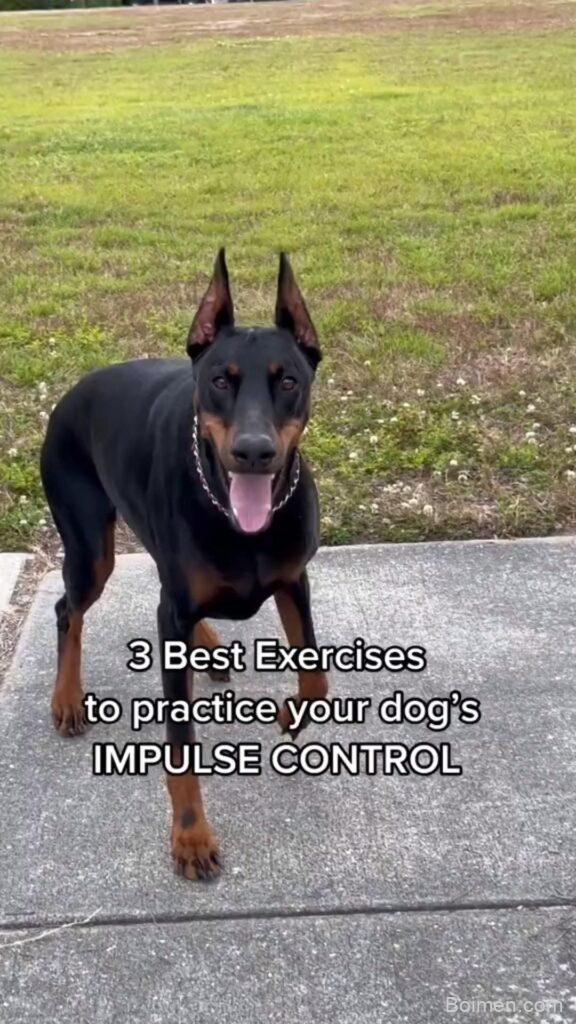 dog impulse control exercises