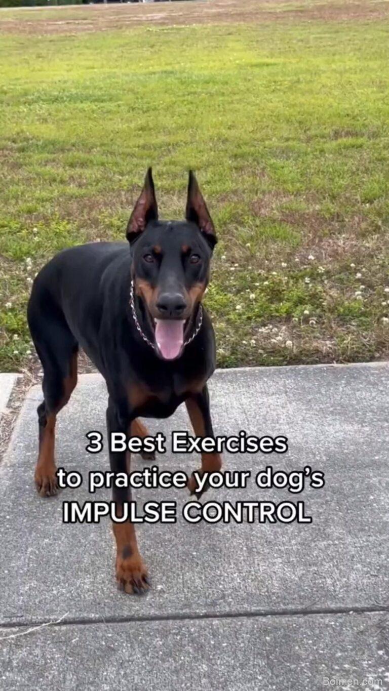 dog impulse control exercises